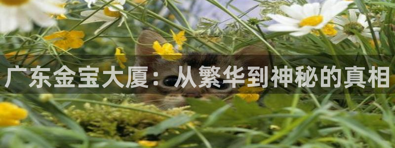 新宝5招商：广东金宝大厦：从繁华到神秘的真相